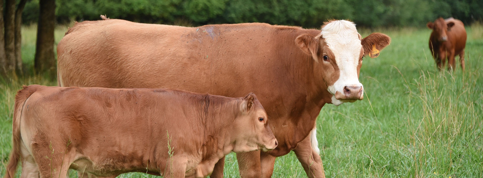 A cow and its calf with another cow in the backgroun